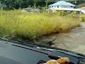 biawak (monitor lizard) brunei