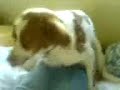 Nora Gets Humped Nora Gets Humped