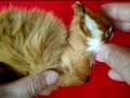 Brown Squirrel