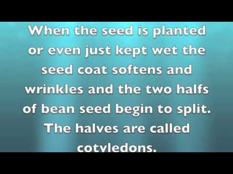 how to grow a lima bean in a cd case