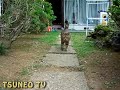 ツネオの眼飛ばしその１ tsuneo