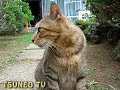 ツネオの眼飛ばしその１ tsuneo