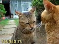 ツネオの眼飛ばしその１ tsuneo