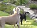 Asza bawi sie z Kamisem