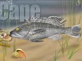 CapeCast for Dec. 1: Camouflaged critters!
