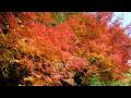 [HD] Heian-jingu Shrine etc. / 平安神宮界隈
