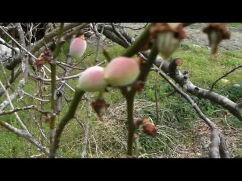how to grow umeboshi plums