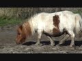 Shetland pony . itches and rolls