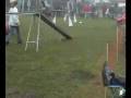 Abraxa Agility 1st place in Buerstadt