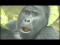 GORILLAS.m4v GORILLAS.m4v