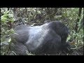 GORILLAS.m4v