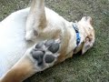 Vid of my dog in backyard with new camera