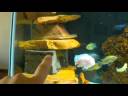 African Cichlid Tank Update African Cichlid Tank Update