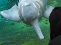 Butu the Riverdolphin - I Am Butu the Riverdolphin - I Am