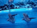 Delfiny z zoo w Barcelonie ;D
