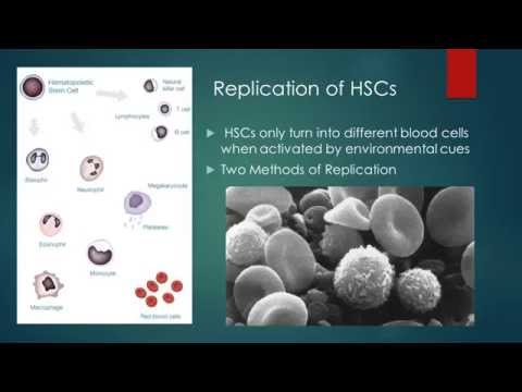 how to isolate hematopoietic stem cells