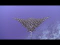 eagle ray