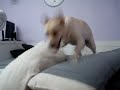 TÁ DOIDA! TÁ DOIDA!