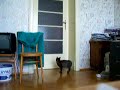 This cat can open door. What abaut your cat?