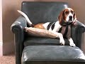 Singing Dog - Max Singing Dog - Max