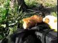 guinea pig モルモットのお散歩1（無修正ノーカット版）