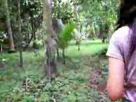 banaba fiesta3