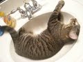Cat Gone Wild