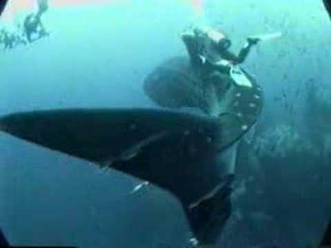 Seacam Journal Cocos Island Pt.1