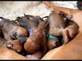 ridge back puppies of sotho bantu ridge back puppies of sotho bantu