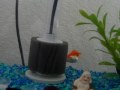 videos de Goldfish
