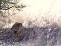 Lion in Benin
