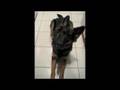 The Life of my German Shepherd Dog Neitzsche prt 2