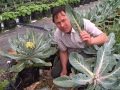 Hydroponic & SoilLess Growing at Swank Farm and What can be Gleened from their Success