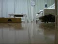 Crazy Sliding Box Cat Crazy Sliding Box Cat