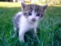 Gatito 4