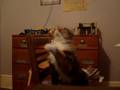 Cat vs. Yarn