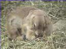 Prairie dog