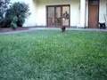8-en-su-nuevo-hogar
