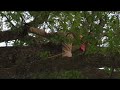 Awesome Homemade Zipline Awesome Homemade Zipline