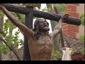 semana santa sevilla el cachorro por la magdalena