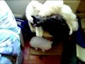 Kittens 12 weken