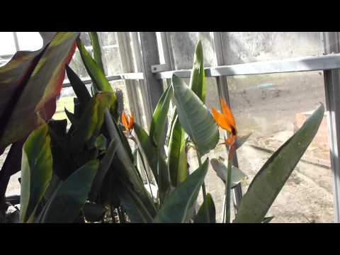 how to replant bird of paradise plant