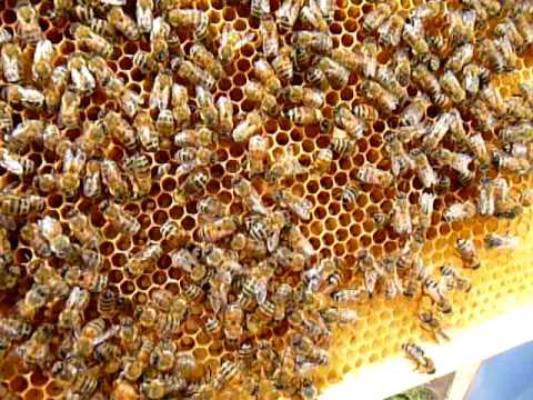 how to locate a queen bee