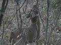 Pre Rut North Dakota Whitetails Pre Rut North Dakota Whitetails