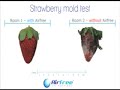 AirFree Air Purifier Strawberry Test - Amazing Results