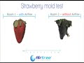 AirFree Air Purifier Strawberry Test - Amazing Results