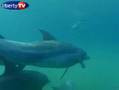 Liberty TV - Lagons de Mauritius