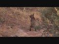 CUIDADO!!! lince ibérico
