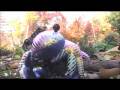 videos de Tagia Biome!