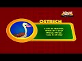 Animal Sounds in Hindi - Ostrich